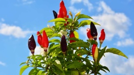 image of fruit_and_vegetable