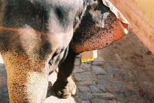 image of animal
