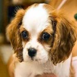 image of animal