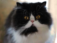 image of animal