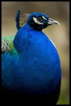 image of peacock