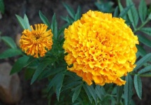 image of flower