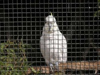 image of sulphur_crested_cockatoo #25