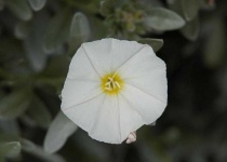 image of flower