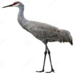 image of bird