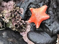 image of rocky_shore
