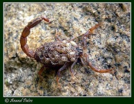 image of scorpion