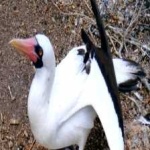 image of bird