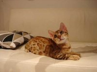 image of animal