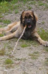 image of animal