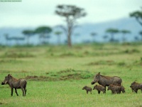 image of warthog