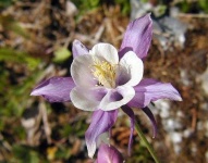 image of flower