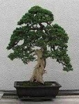 image of tree