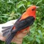 image of bird