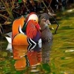 image of bird