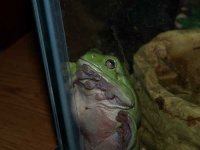 image of tree_frog #13