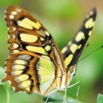 image of animal