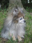 image of pomeranian
