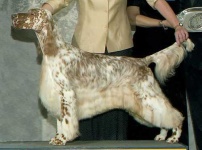 image of english_setter