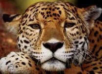 image of jaguar_car