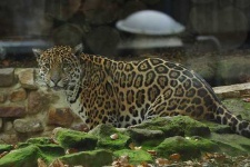 image of jaguar_car