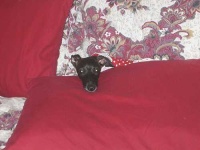 image of italian_greyhound