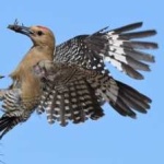image of bird