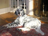 image of english_setter