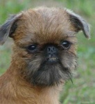 image of brabancon_griffon