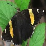 image of banded_butterfly #161