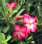 image of flower