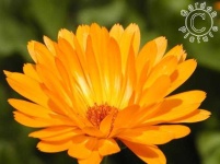 image of flower