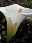 image of giant_white_arum_lily #2
