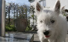 image of scottish_terrier #4