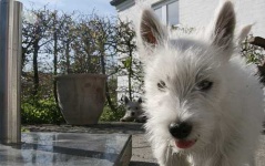 image of animal