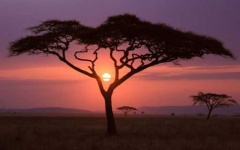 image of savanna