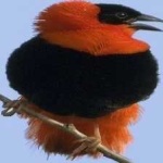 image of bird