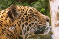 image of animal