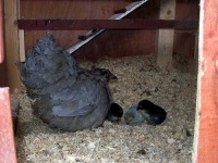 image of hen