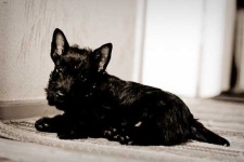 image of scottish_terrier #13