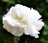 image of flower