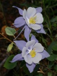 image of flower