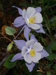 image of columbine #32