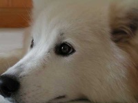 image of samoyed