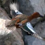 image of bird