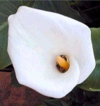 image of giant_white_arum_lily #47