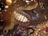image of chiton