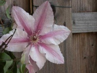image of flower