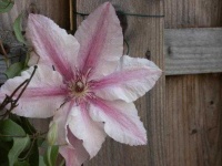 image of clematis #29