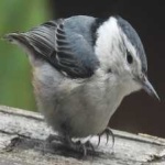 image of crested_nuthatch #1